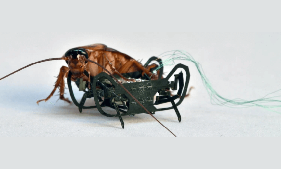 robots animales