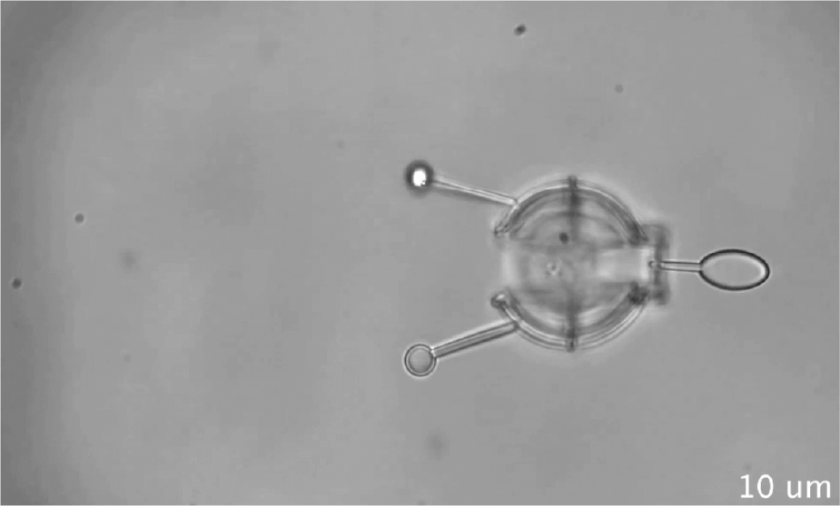 microrobots manipulacion