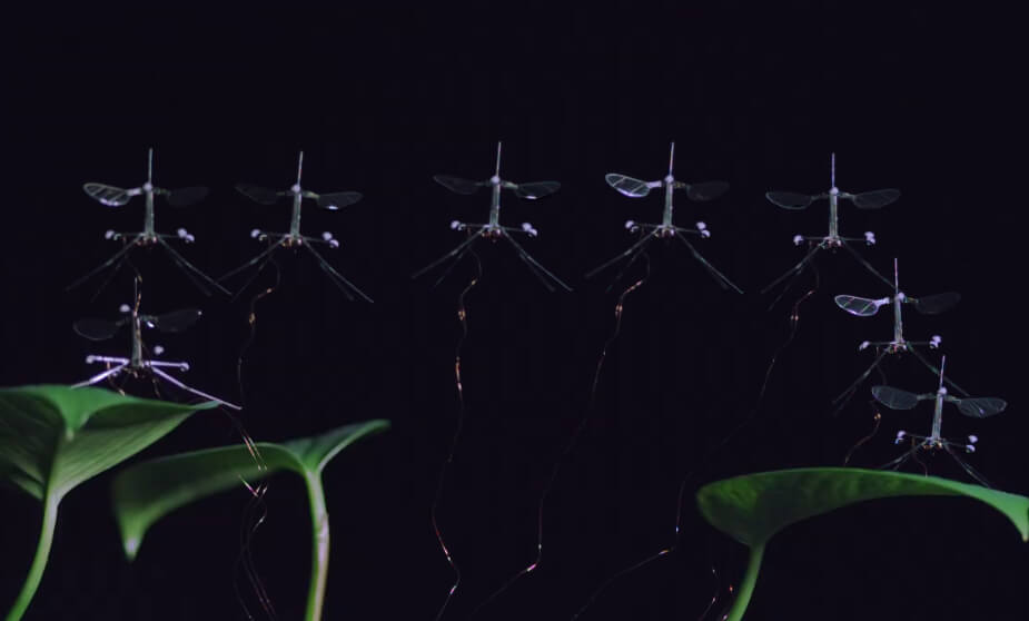 RoboBee