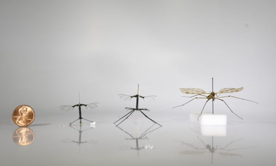 RoboBee